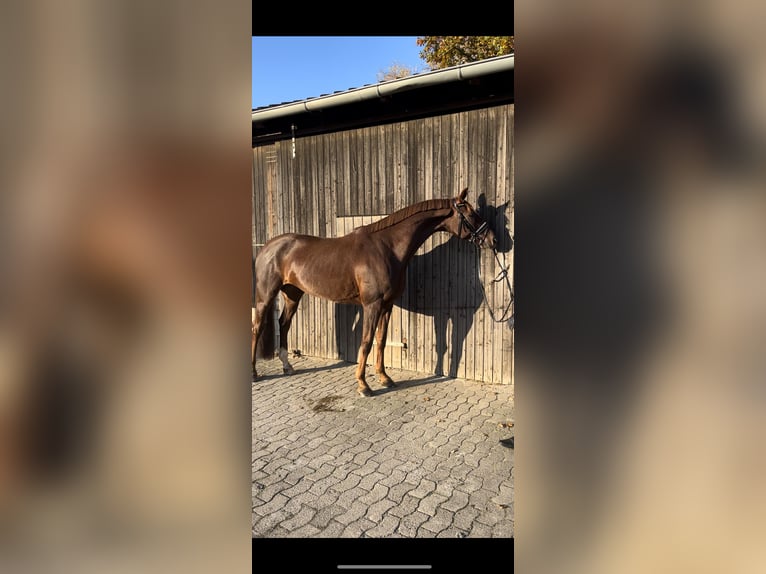 Hanoverian Mare 9 years 17,1 hh Chestnut in Marxen