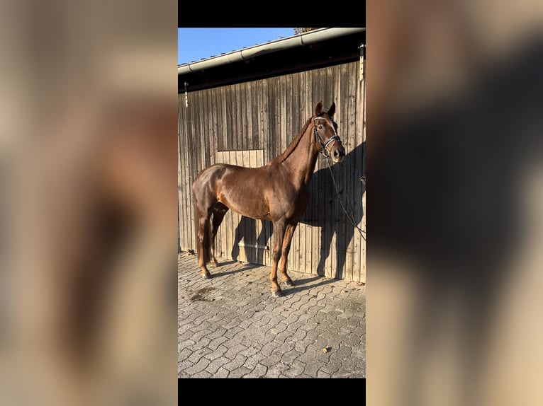 Hanoverian Mare 9 years 17,1 hh Chestnut in Marxen