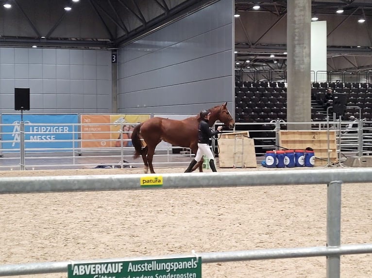 Hanoverian Mare 9 years 17,1 hh in Burgstädt