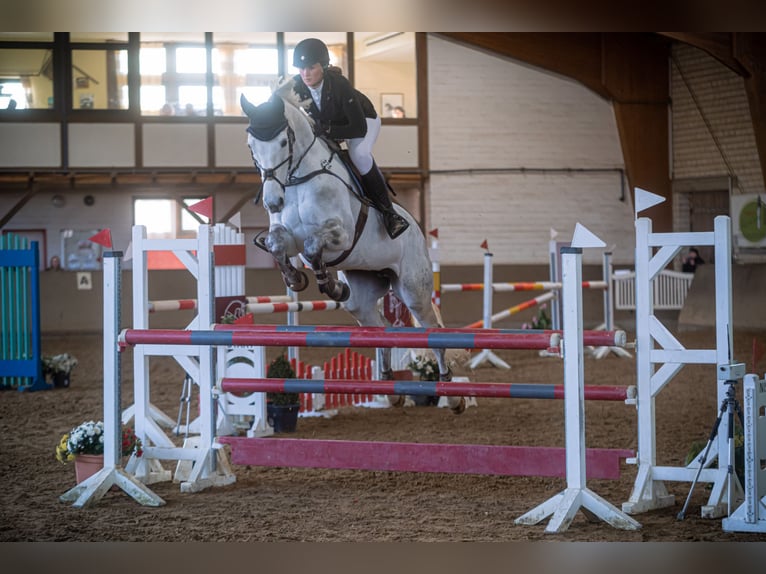 Hanoverian Mare 9 years 17,1 hh Gray in Molbergen