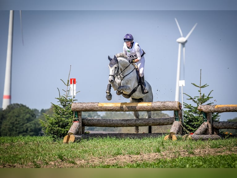 Hanoverian Mare 9 years 17,1 hh Gray in Molbergen