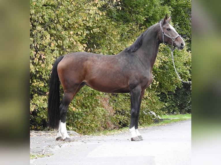 Hanoverian Mare 9 years 17 hh Bay-Dark in Verl