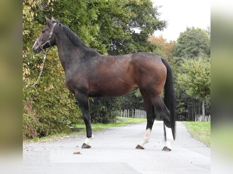 Hanoverian Mare 9 years 17 hh Bay-Dark in Verl