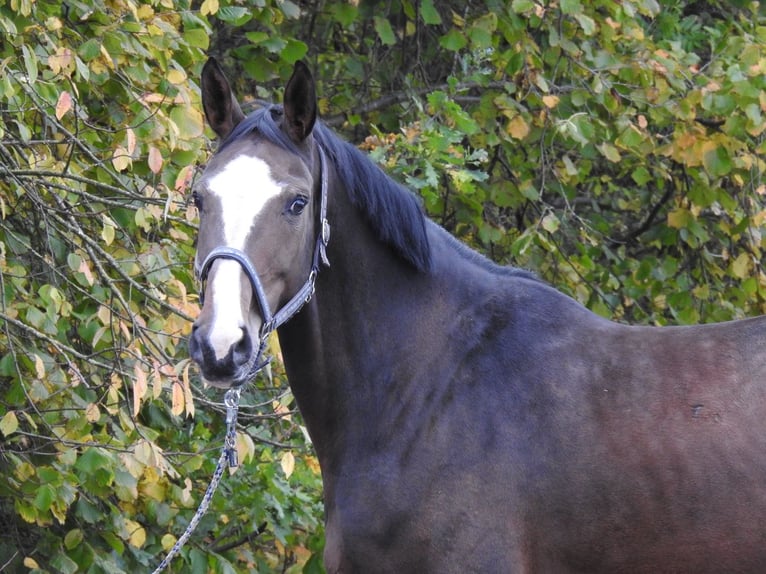 Hanoverian Mare 9 years 17 hh Bay-Dark in Verl