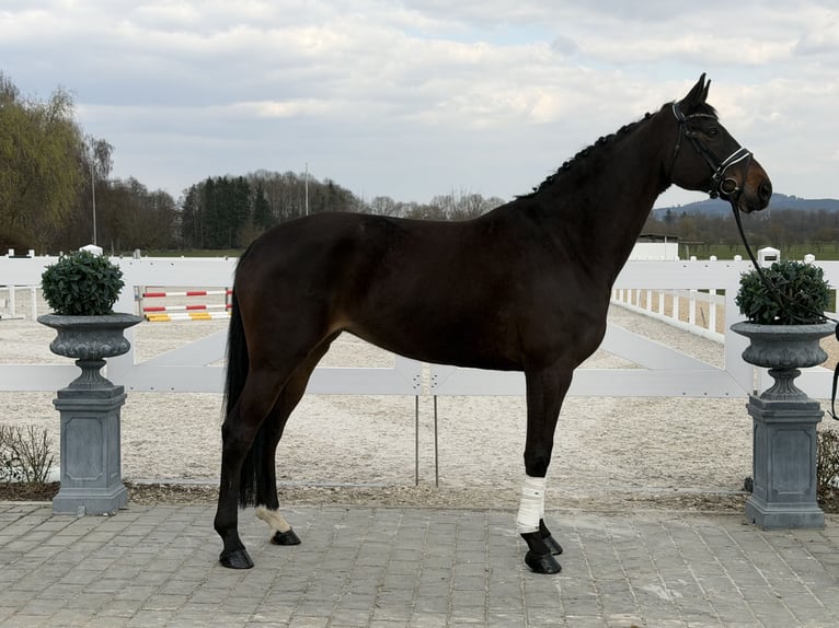 Hanoverian Mare 9 years 17 hh Bay-Dark in Riedlingen
