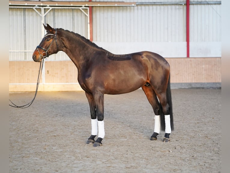 Hanoverian Mare 9 years 17 hh Bay-Dark in Hohenfelde