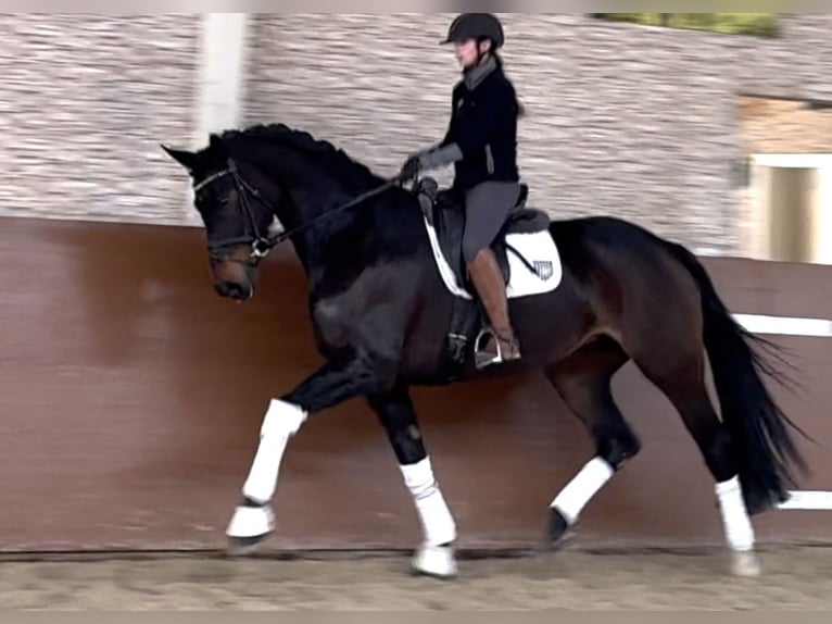 Hanoverian Mare 9 years 17 hh Bay-Dark in Wehringen