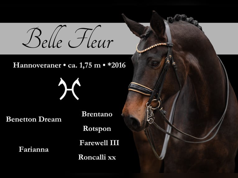 Hanoverian Mare 9 years 17 hh Bay-Dark in Wehringen