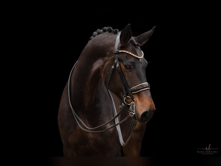 Hanoverian Mare 9 years 17 hh Bay-Dark in Wehringen