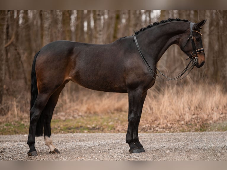 Hanoverian Mare 9 years 17 hh Bay-Dark in Wehringen