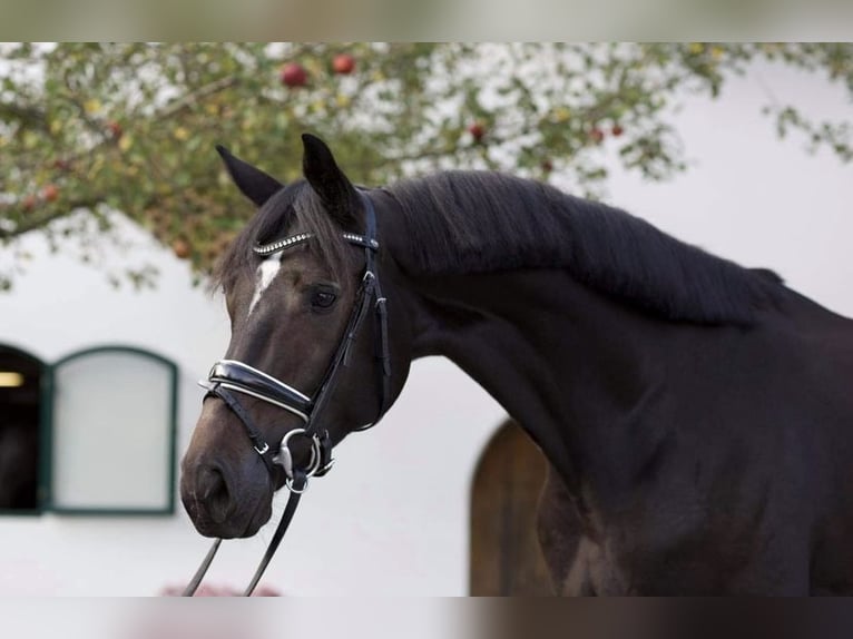 Hanoverian Mare 9 years 17 hh Bay-Dark in Ort im Innkreis Hanoverian Mare 9 years 17 hh Bay-Dark in Ort im Innkreis
