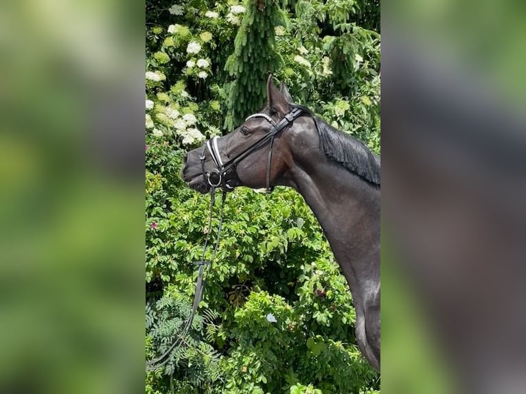Hanoverian Mare 9 years 17 hh Black in Drackenstein