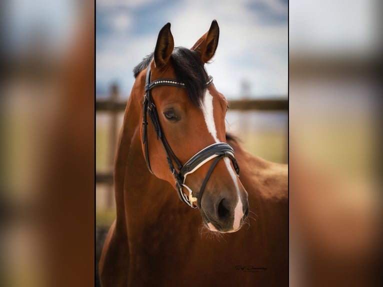 Hanoverian Mare 9 years 17 hh Brown in Gro&#xDF;maischeid