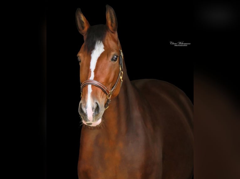 Hanoverian Mare 9 years 17 hh Brown in Gro&#xDF;maischeid
