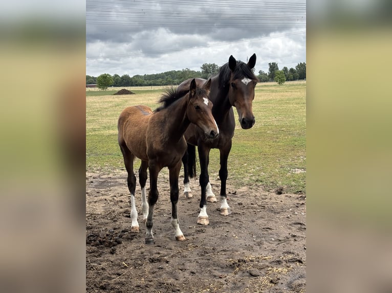 Hanoverian Mare 9 years 17 hh Brown in Oberkrämer