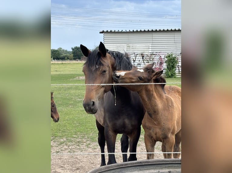 Hanoverian Mare 9 years 17 hh Brown in Oberkrämer