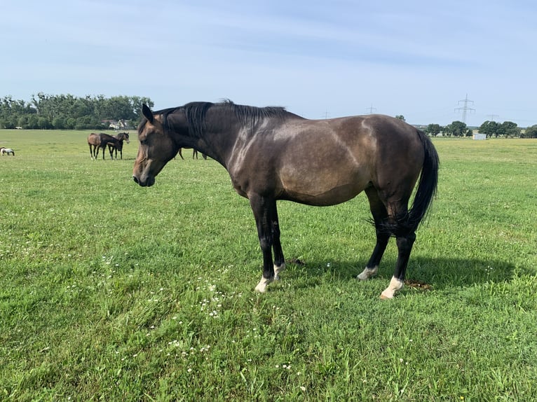Hanoverian Mare 9 years 17 hh Brown in Oberkrämer