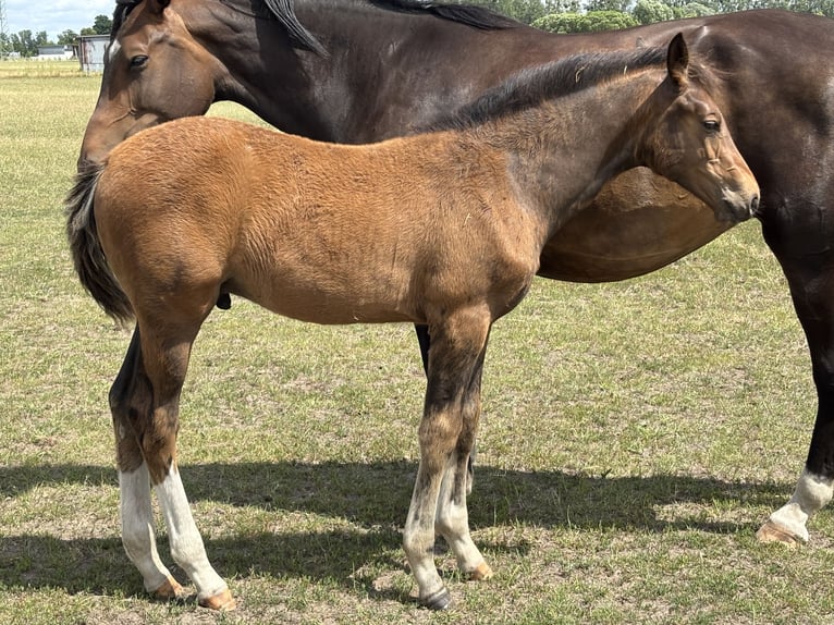 Hanoverian Mare 9 years 17 hh Brown in Oberkrämer