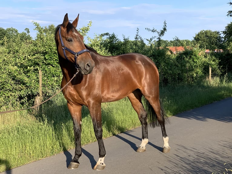 Hanoverian Mare 9 years 17 hh Brown in Buxtehude