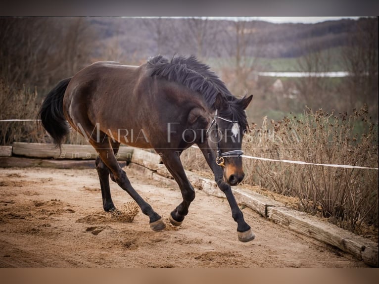 Hanoverian Mare 9 years 17 hh  in Burgstädt
