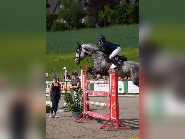 Hanoverian Mare 9 years 17 hh Grey in Duderstadt