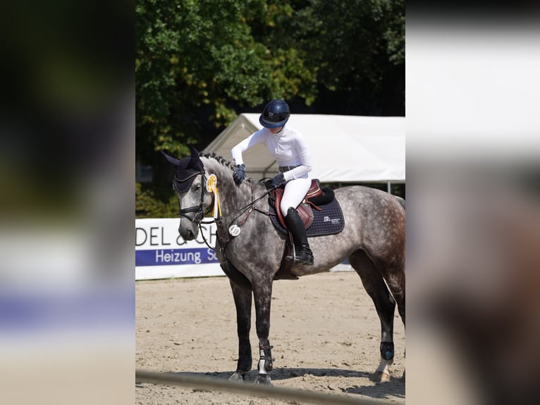 Hanoverian Mare 9 years 17 hh Grey in Duderstadt