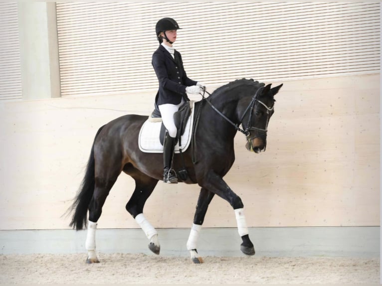 Hanoverian Mare 9 years 17 hh Smoky-Black in Büttstedt