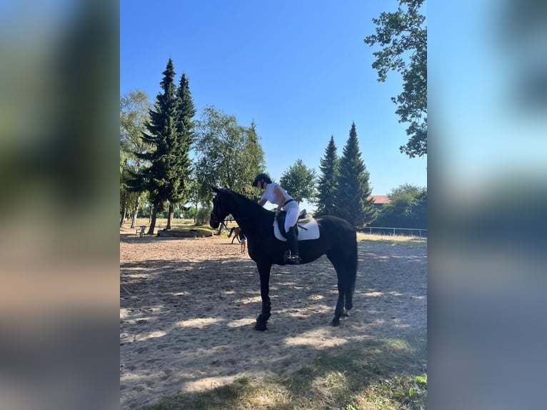 Hanoverian Mare 9 years 17 hh Smoky-Black in Winsen (Luhe)