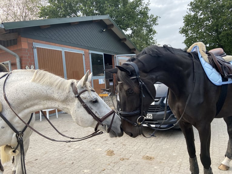Hanoverian Mare 9 years 17 hh Smoky-Black in Winsen (Luhe)