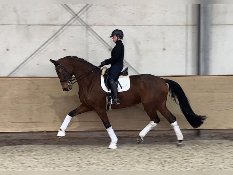 Hanoverian Mare 9 years 17,1 hh Brown in Jengen
