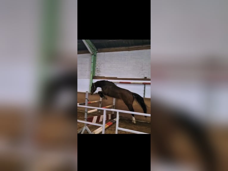 Hanoverian Mare 9 years 17,1 hh Brown-Light in Borstel