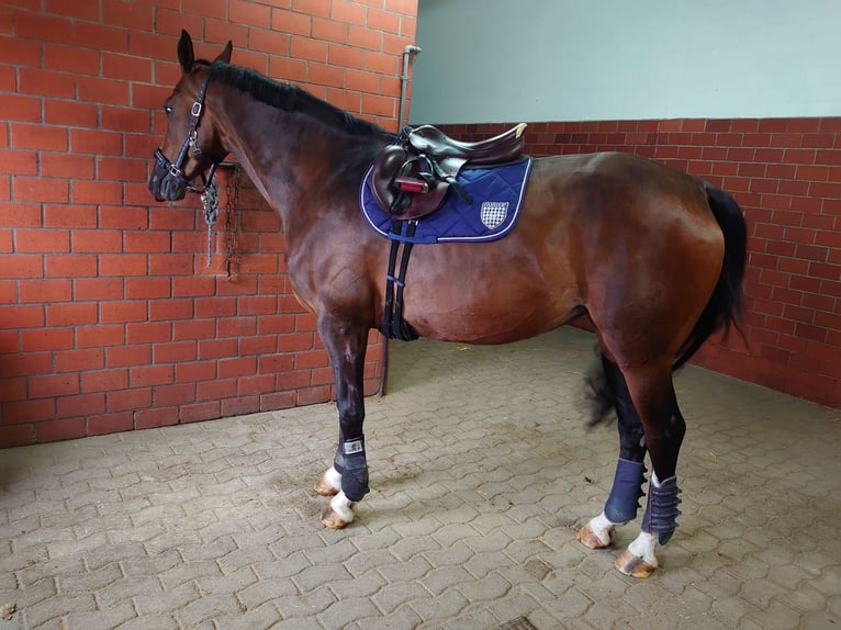 Hanoverian Mare 9 years 17,1 hh Brown-Light in Borstel