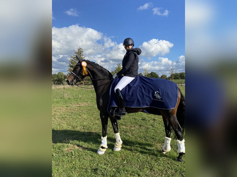 Hanoverian Mare 9 years Brown in Jesteburg
