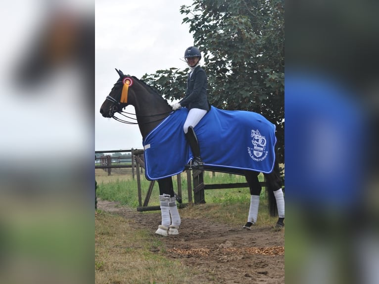 Hanoverian Mare 9 years Brown in Jesteburg