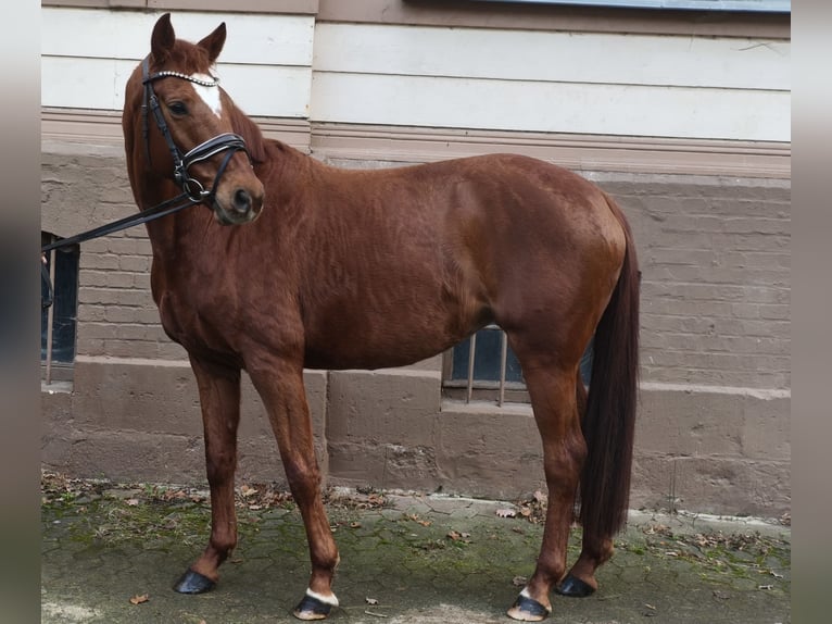 Hanoverian Mare 9 years Chestnut-Red in Braunschweig