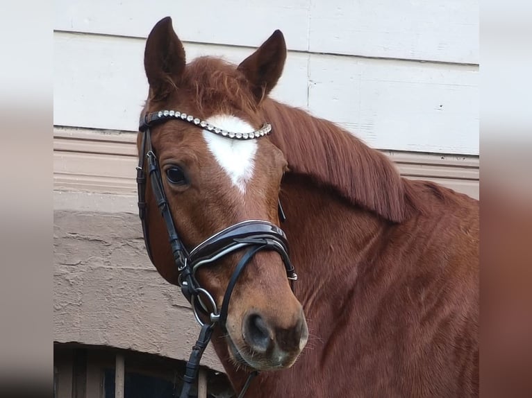 Hanoverian Mare 9 years Chestnut-Red in Braunschweig
