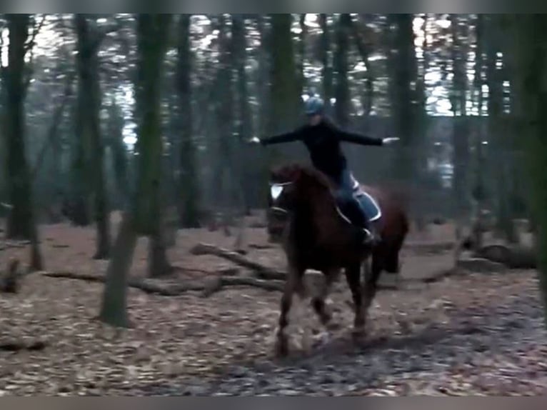 Hanoverian Mare 9 years Chestnut-Red in Braunschweig