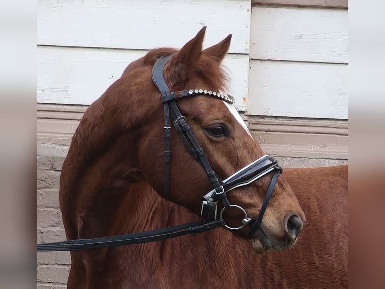 Hanoverian Mare 9 years Chestnut-Red in Braunschweig