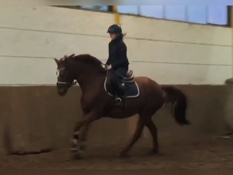 Hanoverian Mare 9 years Chestnut-Red in Braunschweig