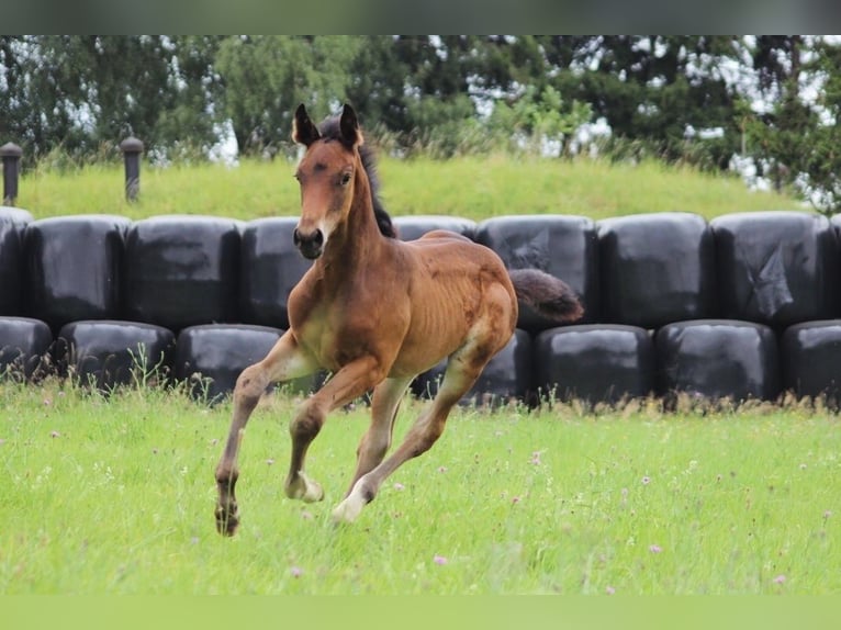 Hanoverian Mare Foal (06/2025) 13,2 hh Brown in Burbach