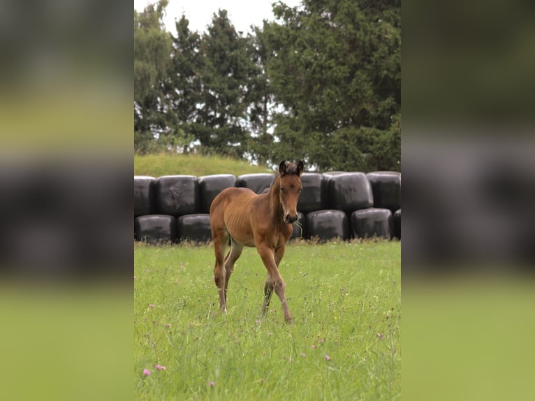 Hanoverian Mare Foal (06/2025) 13,2 hh Brown in Burbach