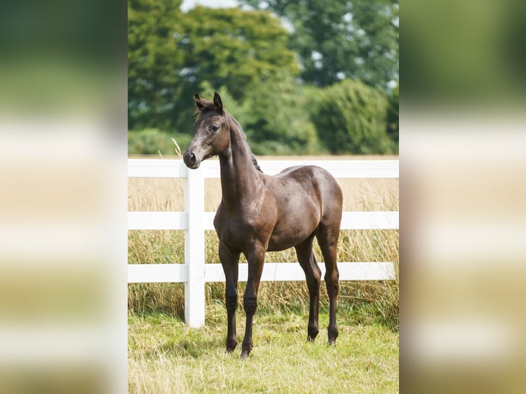 Hanoverian Mare Foal (02/2025) 14,1 hh Smoky-Black in Ense