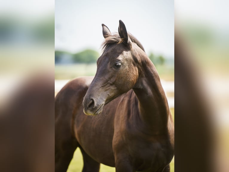 Hanoverian Mare Foal (02/2025) 14,1 hh Smoky-Black in Ense