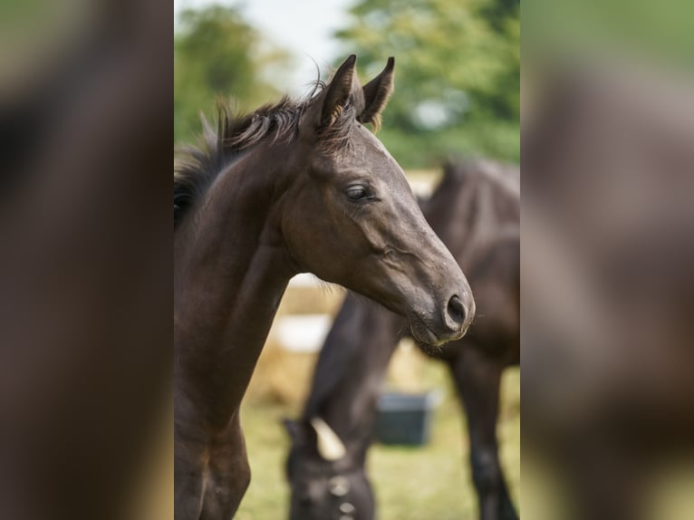 Hanoverian Mare Foal (02/2025) 14,1 hh Smoky-Black in Ense