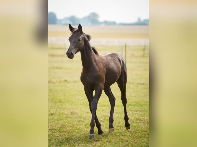 Hanoverian Mare Foal (02/2025) 14,1 hh Smoky-Black in Ense