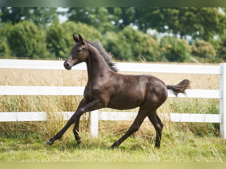Hanoverian Mare Foal (02/2025) 14,1 hh Smoky-Black in Ense
