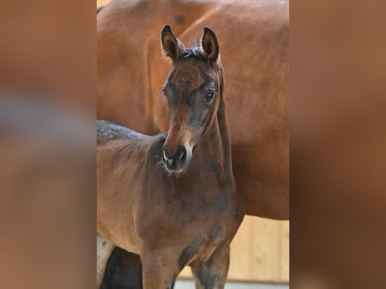 Hanoverian Mare  16,1 hh Bay-Dark in Baierbach