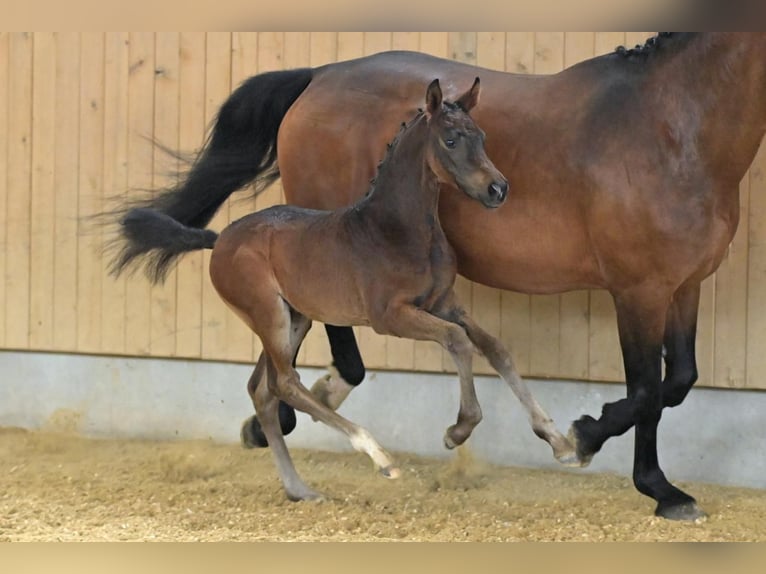 Hanoverian Mare  16,1 hh Bay-Dark in Baierbach