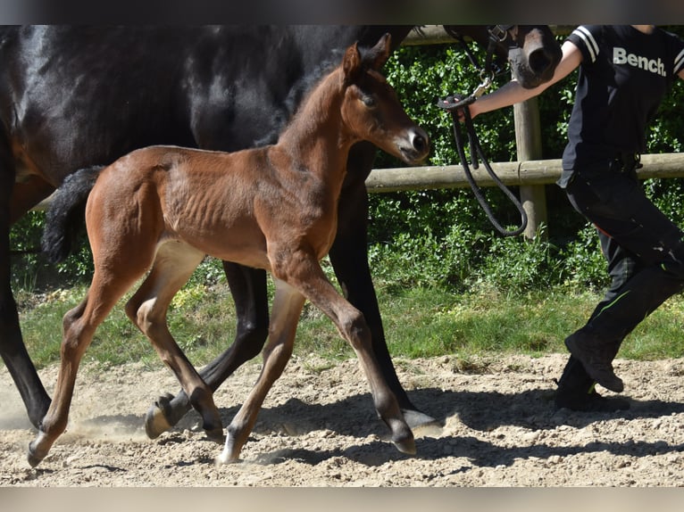 Hanoverian Mare Foal (04/2026) 16.1 hh Bay-Dark in Westerkappeln