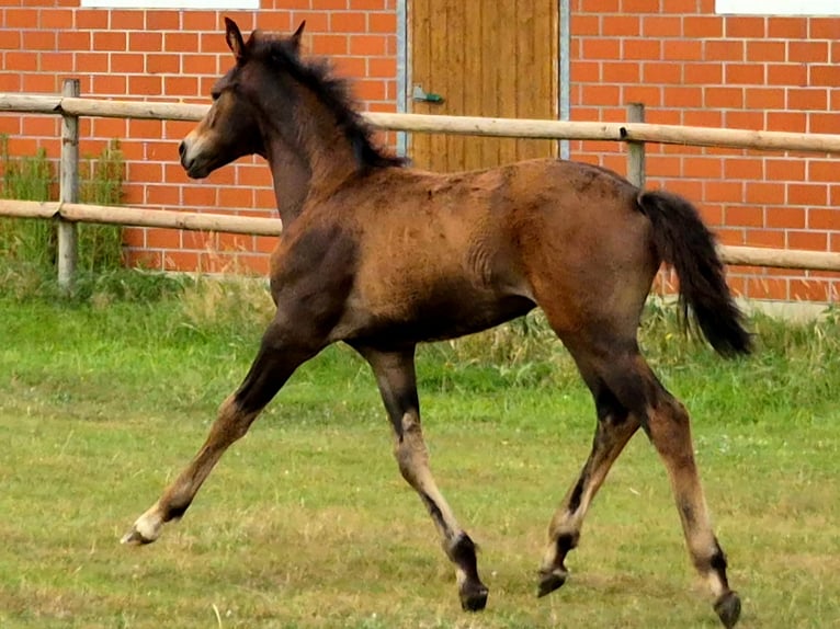 Hanoverian Mare Foal (04/2026) 16.1 hh Bay-Dark in Westerkappeln